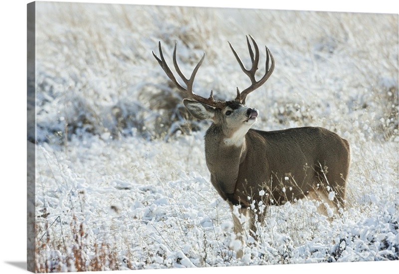 Mule Deer Buck | Great Big Canvas