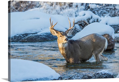 Mule Deer Buck Crossing River