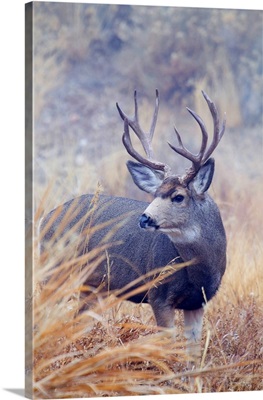 Mule Deer Buck, Foggy Frosty Morning