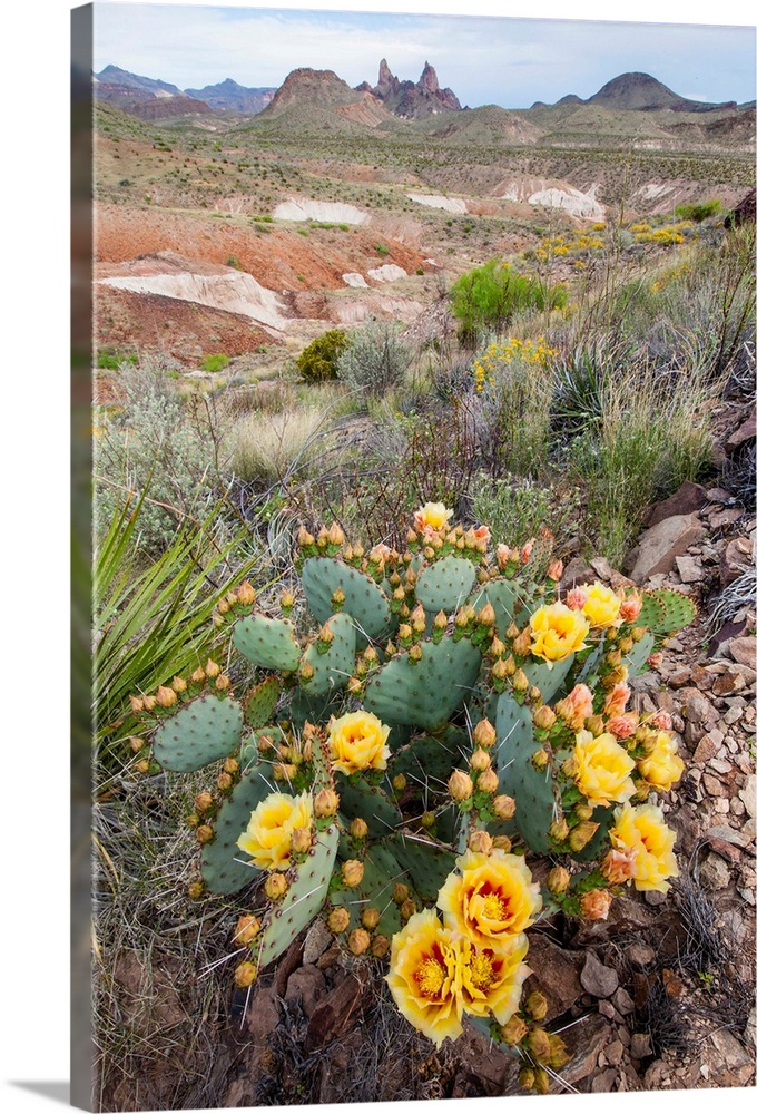 Mule Ears formation and prickly pear flowers in Big Bend National Park