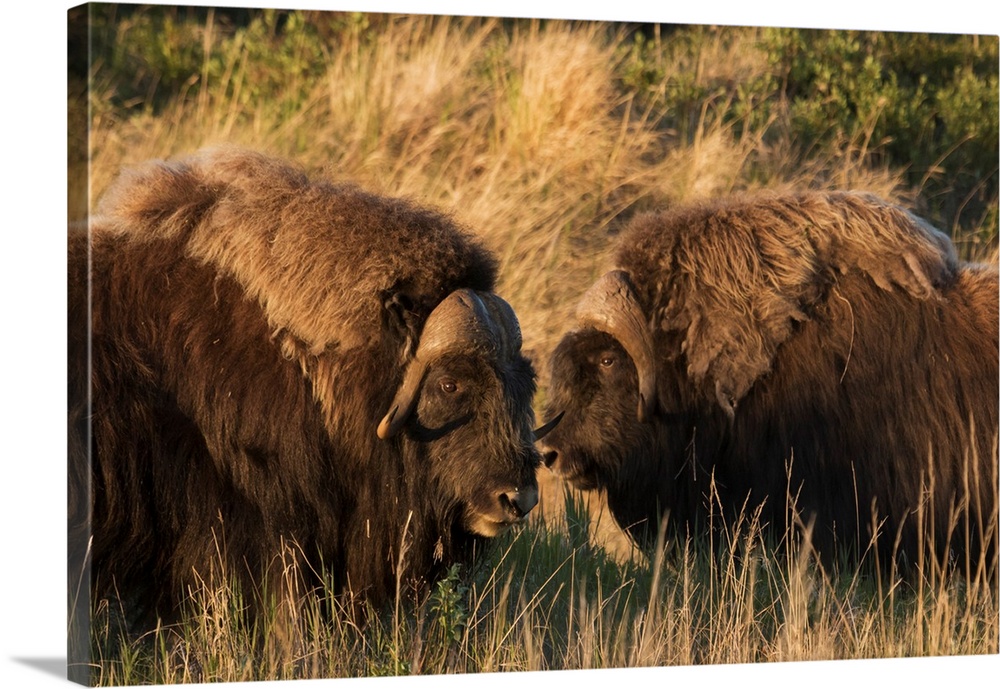 Musk Ox Bulls.