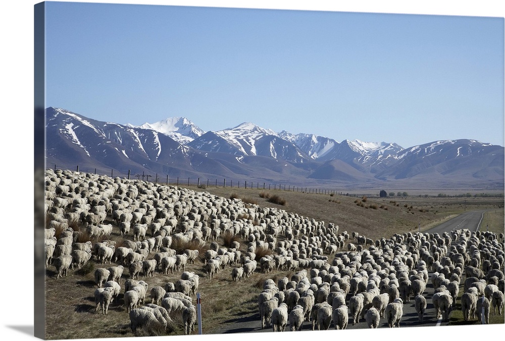 Mustering Sheep near Twizel, Mackenzie Country, South Canterbury, South Island, New Zealand