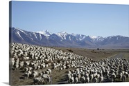 Mustering Sheep Mackenzie Country South Canterbury South Island New Mustering Sheep Mackenzie Country South Canterbury South Island New