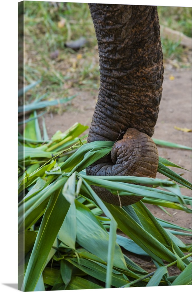 Myanmar, Shan State, Near Kalaw. Green Hill Valley Elephant Camp. Elephant grabs sugar cane.