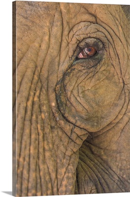 Myanmar, Green Hill Valley Elephant Camp, Portrait of an elephant