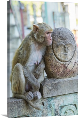 Myanmar, Mt Popa, Rhesus macaque resting next to a temple guardian