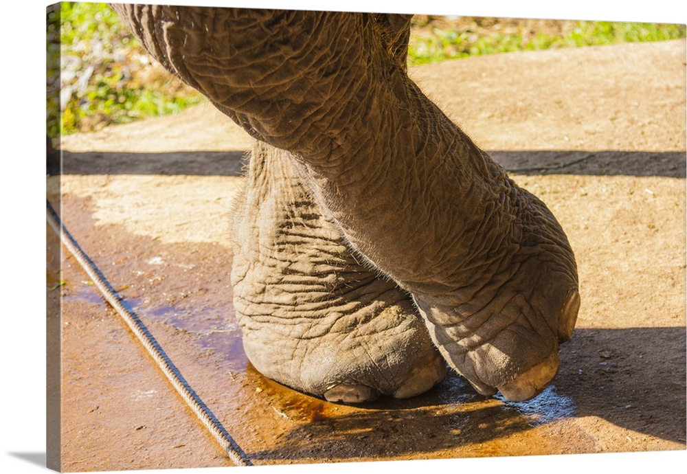 Myanmar. Shan State. Near Kalaw. Green Hill Valley Elephant Camp. An elephant resting its feet.