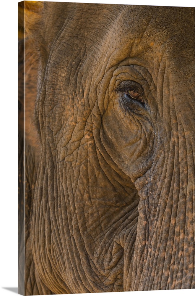 Myanmar. Shan State. Near Kalaw. Green Hill Valley Elephant Camp. Portrait of an elephant.