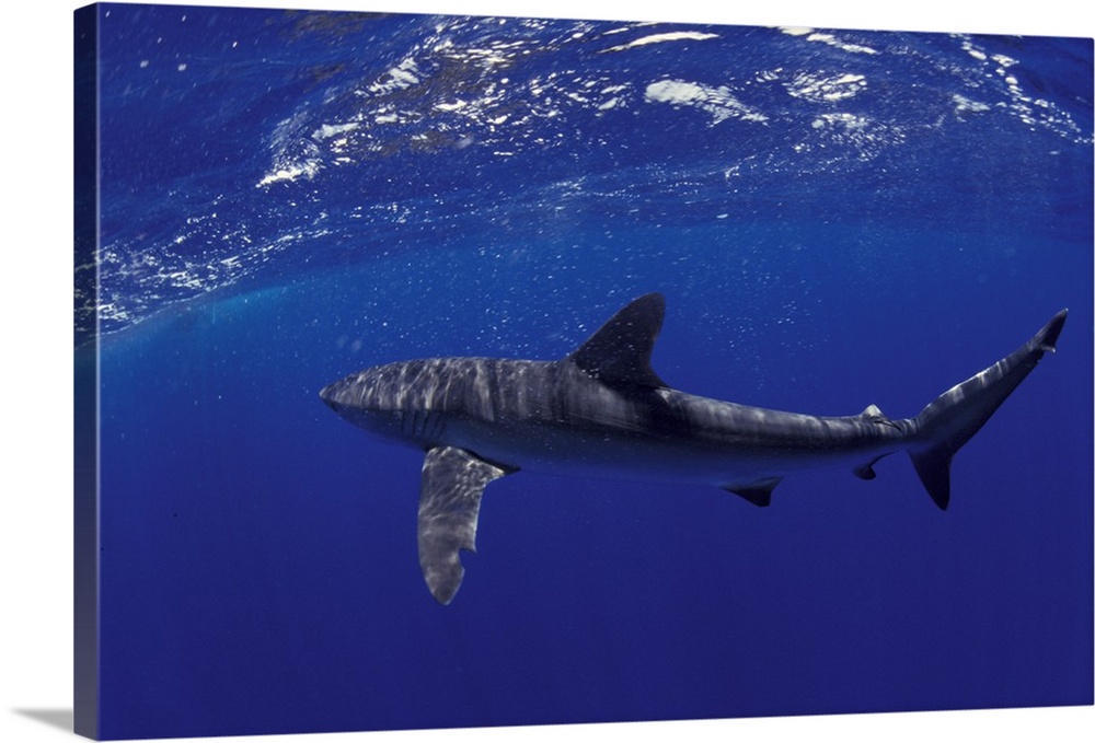 NA, Mexico, Socorro Islands.Silky shark (Carcarhinus falciformis)