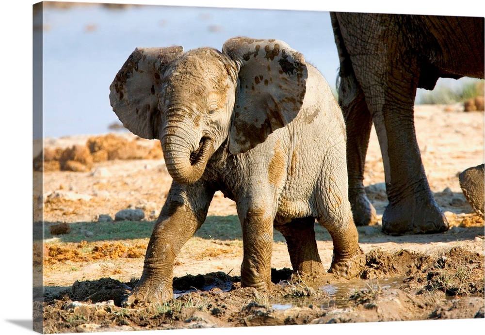 Namibia, Africa: Baby African Elephant in Mud, Halali Resort, Etosha Pan.