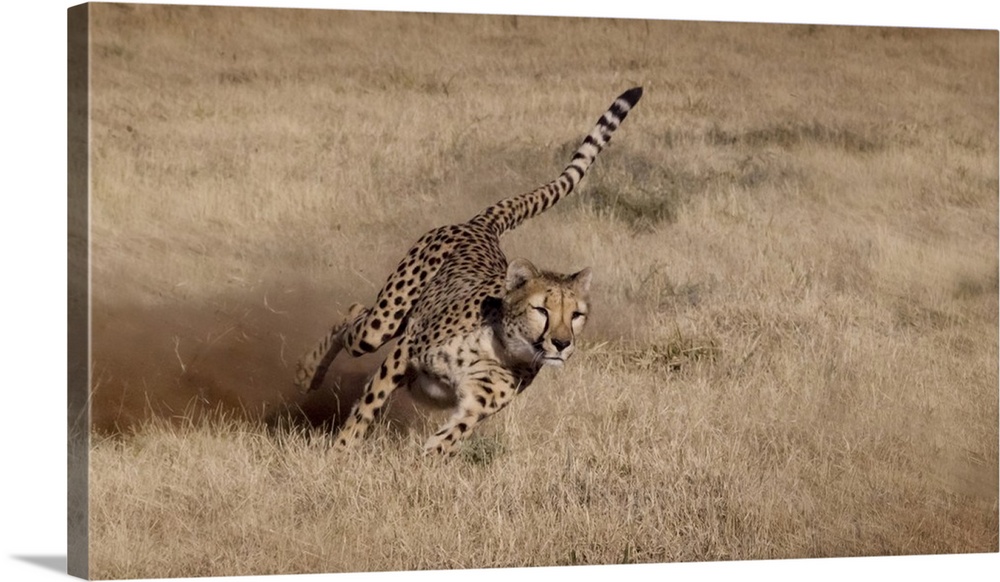 Namibia. Cheetah running at the Cheetah Conservation Foundation.