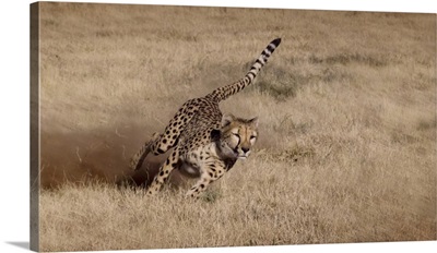 Namibia, Cheetah running at the Cheetah Conservation Foundation