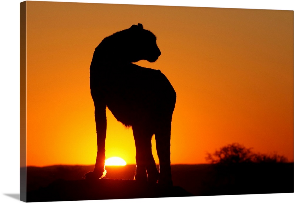 Namibia. Cheetah silhouette at sunset.