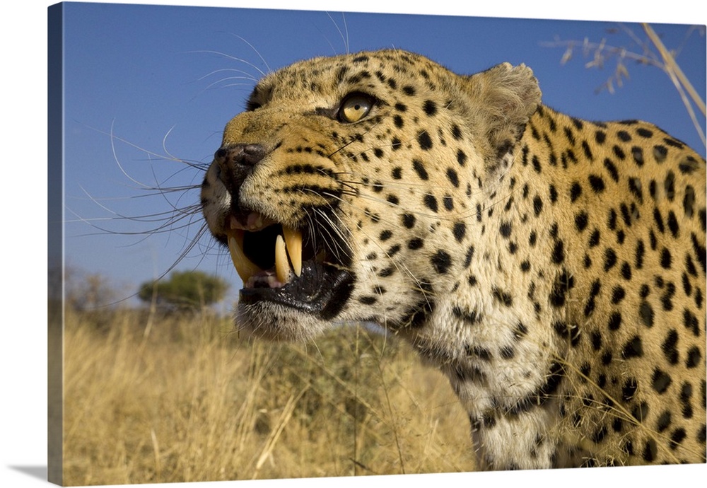 Africa, Namibia. Leopard snarling.