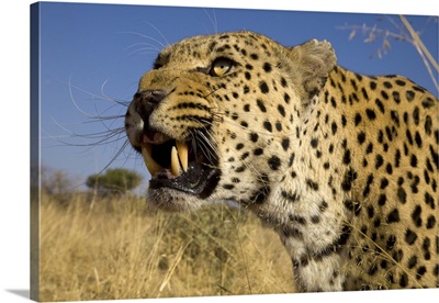 Namibia, Leopard snarling