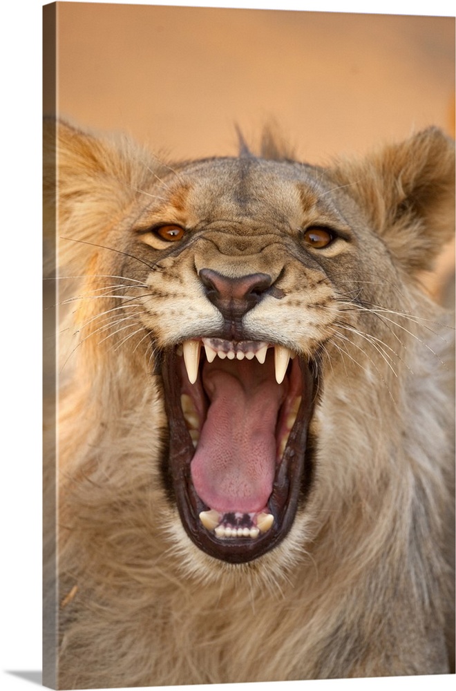 Africa, Namibia. Male lion growling.