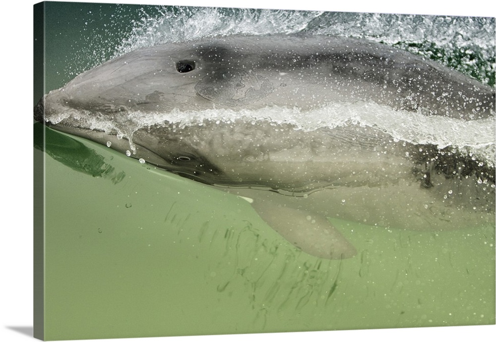 Namibia, Walvis Bay. Surface shot of rare Heaviside Dolphin.