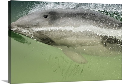 Namibia, Walvis Bay, Surface shot of rare Heaviside Dolphin