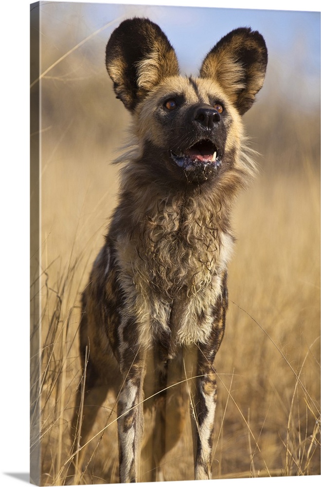 Africa, Namibia. Wild dog close-up.