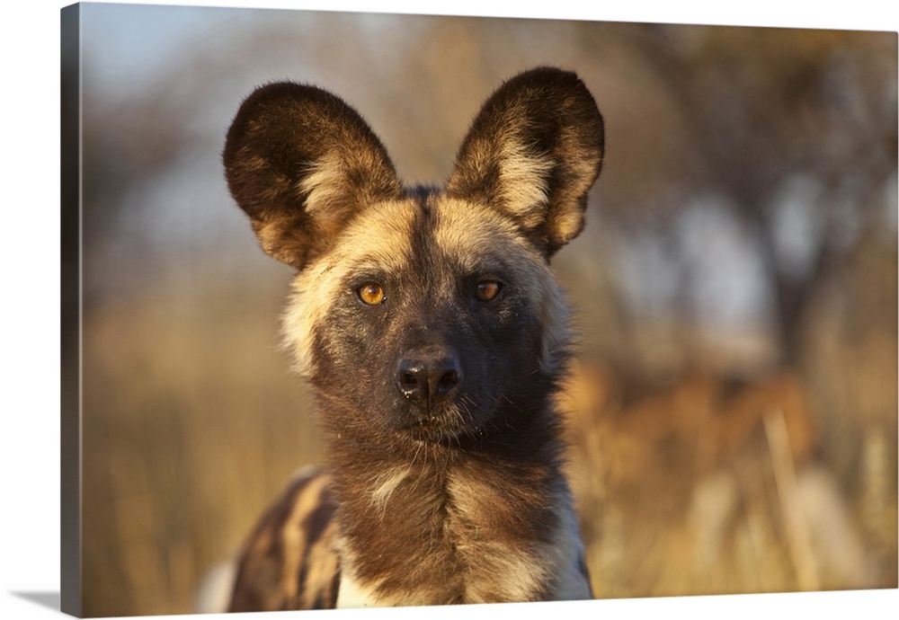 Africa, Namibia. Wild dog portrait.