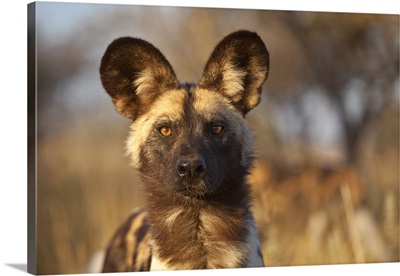 Namibia, Wild dog portrait