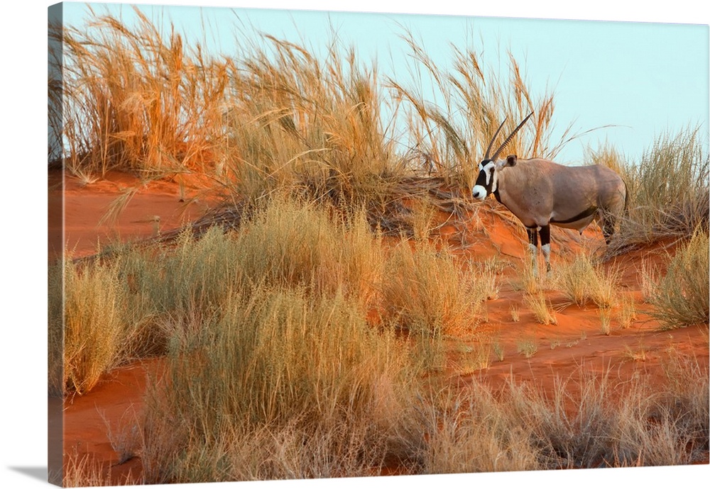 Namibian Desert. Africa Gemsbok (Oryx) standing alone on a grassy dune.