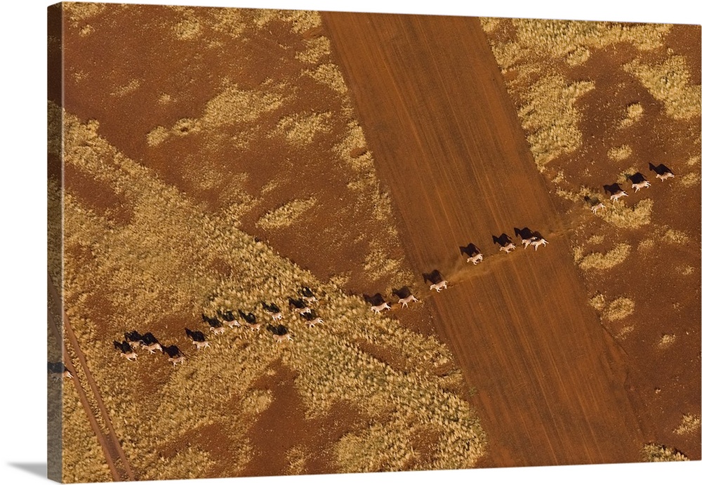 Namibian Desert. Herd of Plains Zebra run in single file across an airstrip.