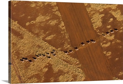 Namibian Desert, Herd of Plains Zebra run in single file across an airstrip