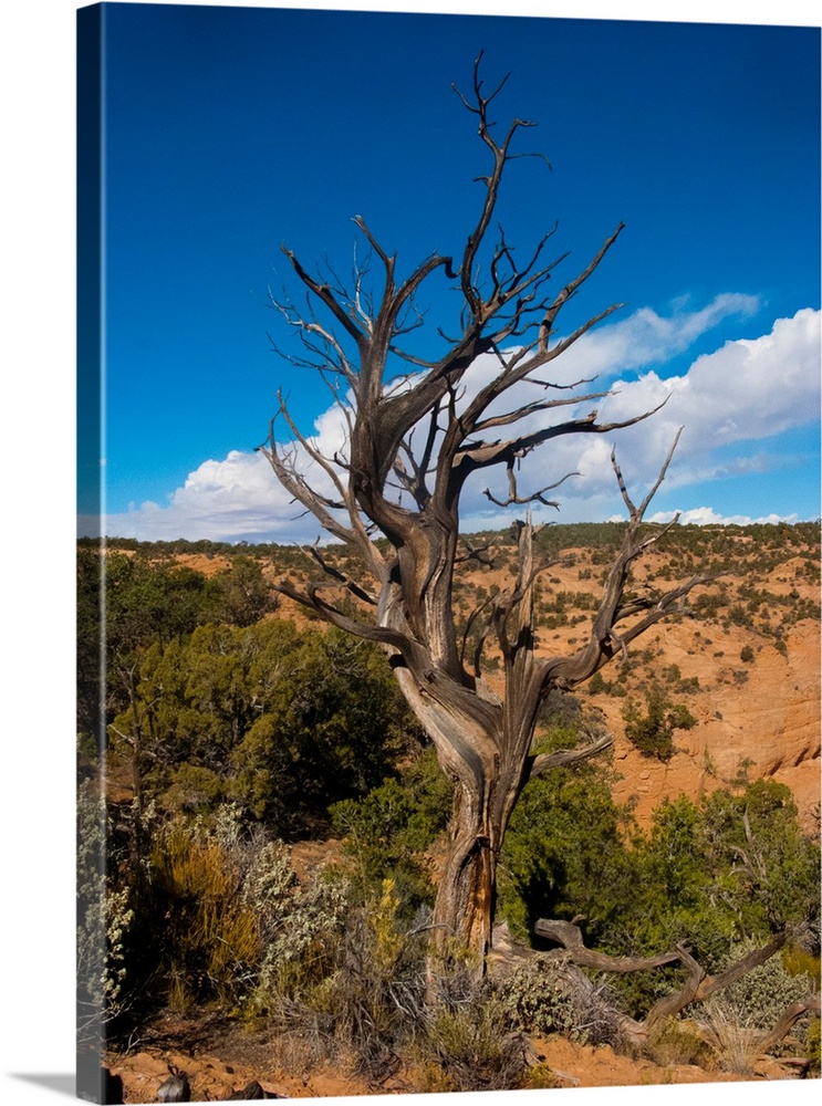 North America, USA, Arizona Tsegi, Navajo National Monument Gnarled Tree On Sandal Trail.