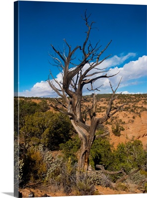 Navajo National Monument Gnarled Tree On Sandal Trail, Tsegi, Arizona