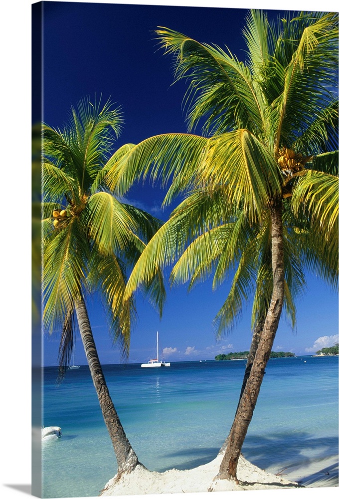 Negril, Jamaica, West Indies. Three palm trees at the edge of the blue sea with catamaran pleasure boat.