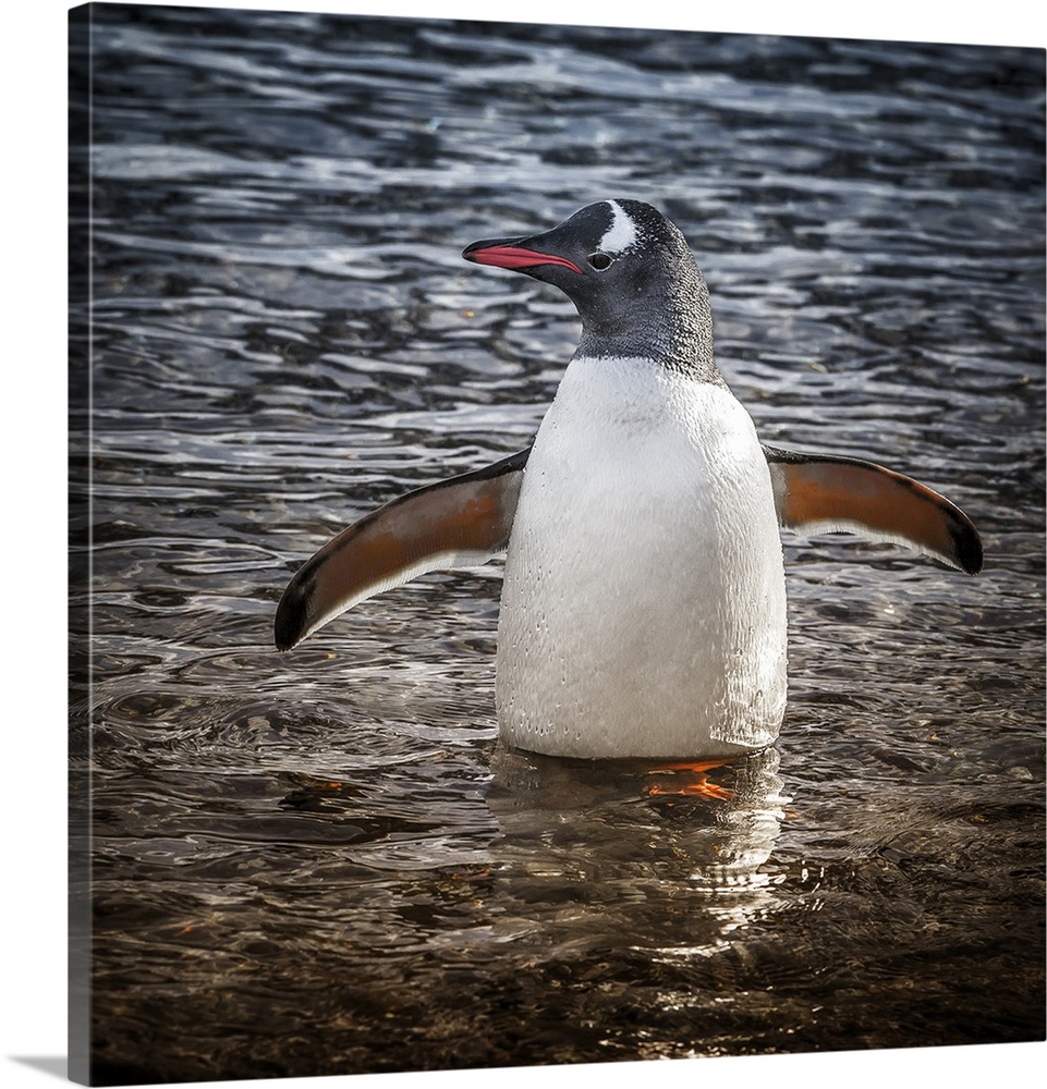 Neko Harbor, Antarctica. Gentoo Penguin standing in the water.