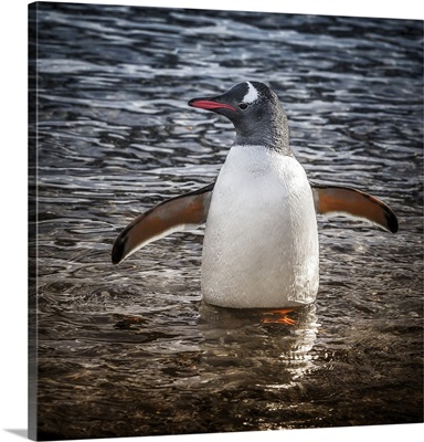 Neko Harbor, Antarctica, Gentoo Penguin standing in the water