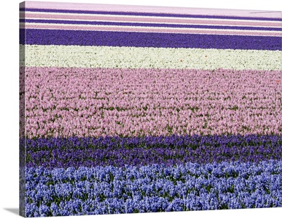 Netherlands, Lisse, Agricultural Field Of Hyacinths