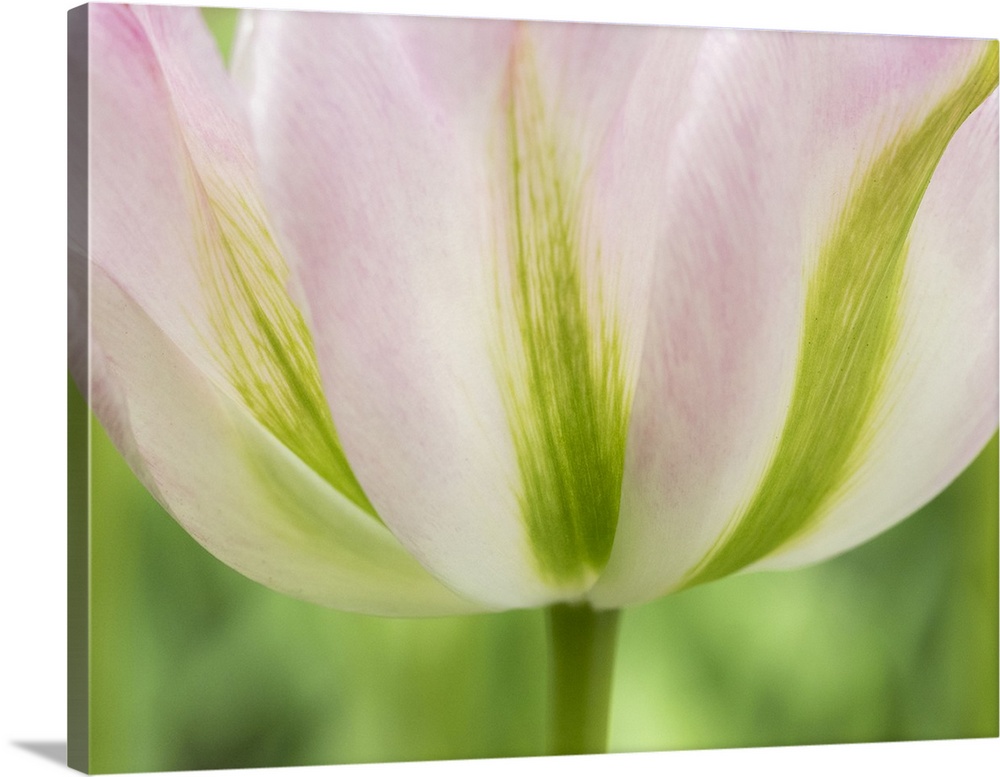 Netherlands, Lisse. Closeup of a soft pink tulip with green streaks.