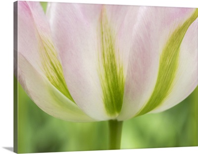 Netherlands, Lisse, Closeup Of A Soft Pink Tulip With Green Streaks