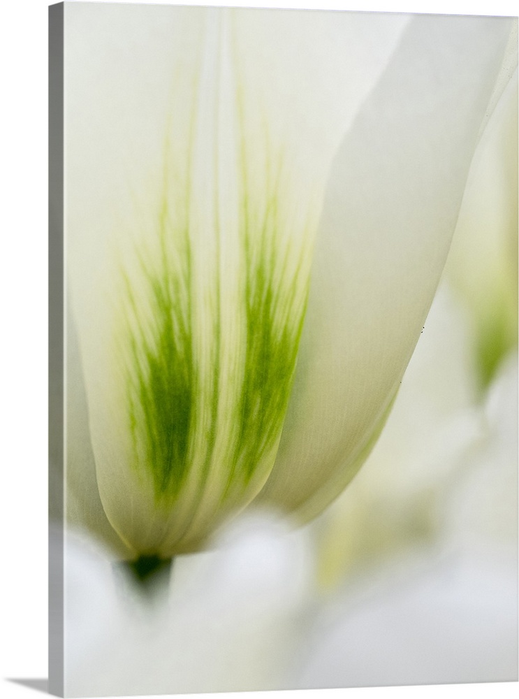 Netherlands, Lisse. Closeup of a white and green tulip.