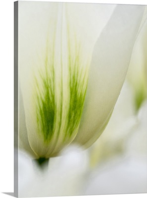 Netherlands, Lisse, Closeup Of A White And Green Tulip