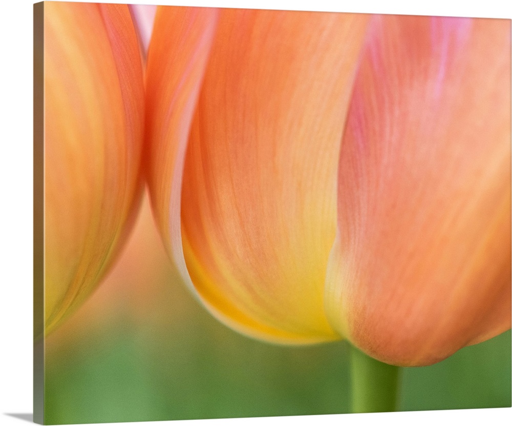 Netherlands, Lisse. Closeup of orange tulips.