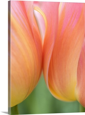 Netherlands, Lisse, Closeup Of Orange Tulips