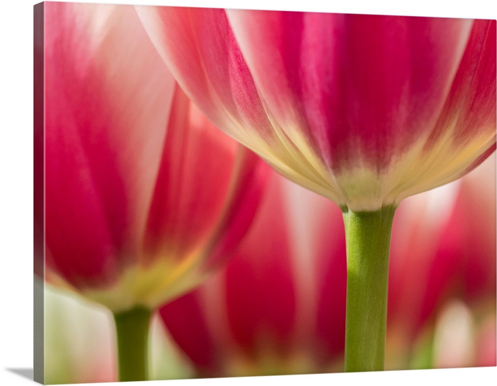 Netherlands, Lisse. Closeup of pink and white tulip flower.