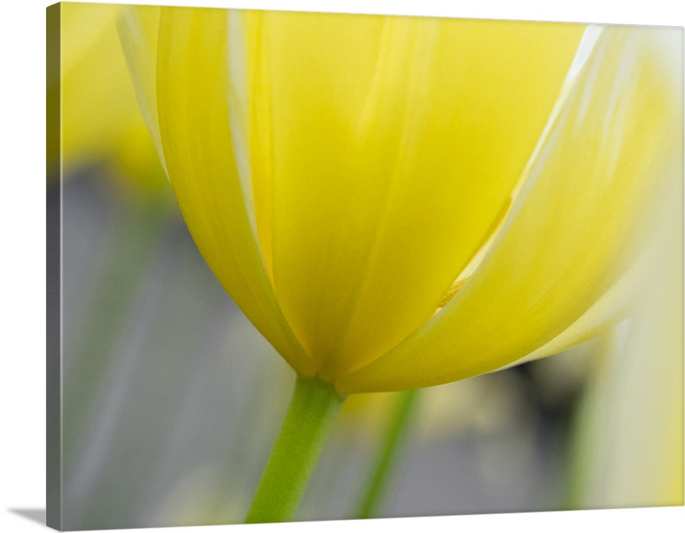Netherlands, Lisse. Closeup of the underside of a yellow tulip.