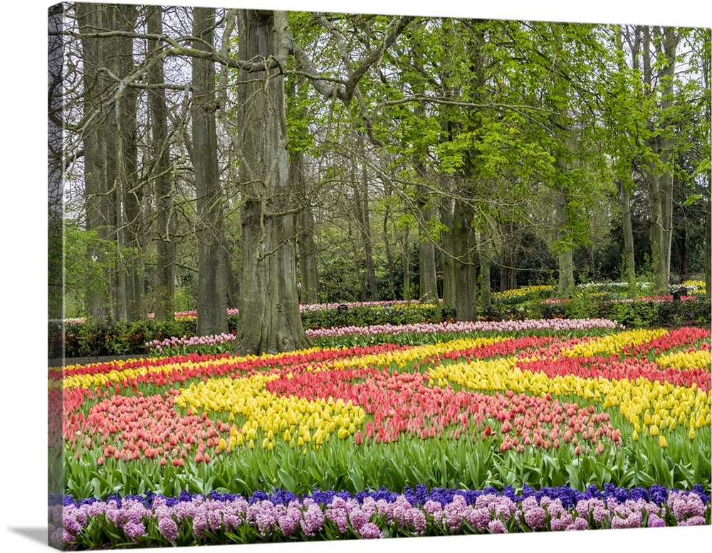 Netherlands, Lisse. Flower displays at Keukenhof Gardens.