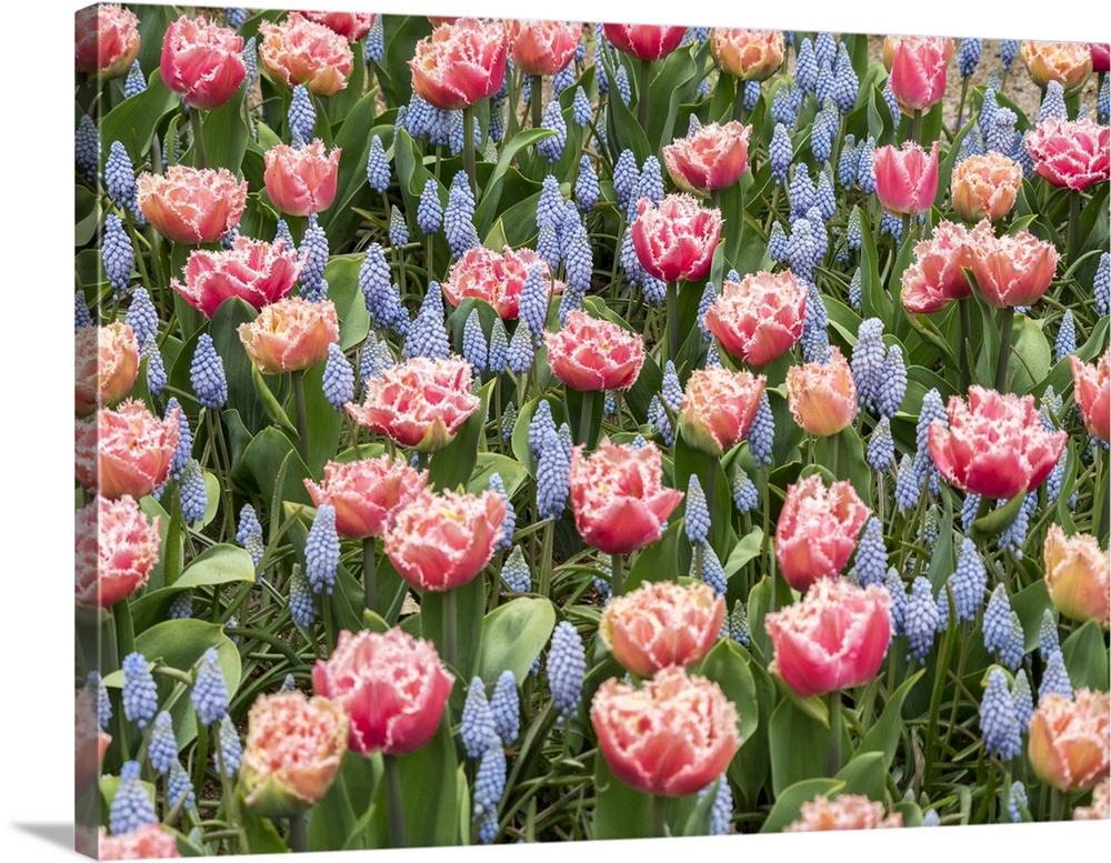 Netherlands, Lisse. Pink parrot tulip and grape hyacinths display in a garden.