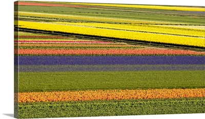 Netherlands, Noord Holland, Agricultural Field Of Tulips