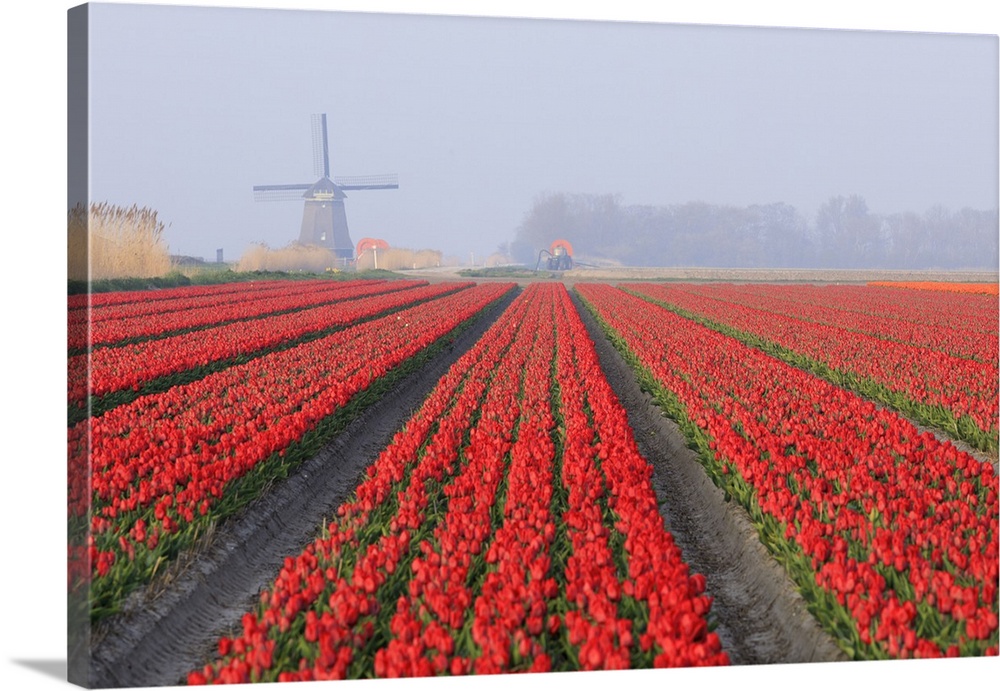 Netherlands, North Holland. Tulips in fields around Het Zand. Windmill in distance.
