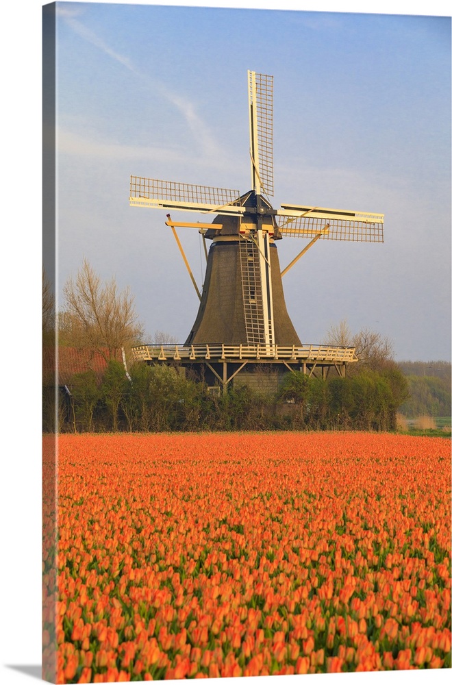Netherlands, North Holland. Tulips in fields around Het Zand. Windmill in distance.