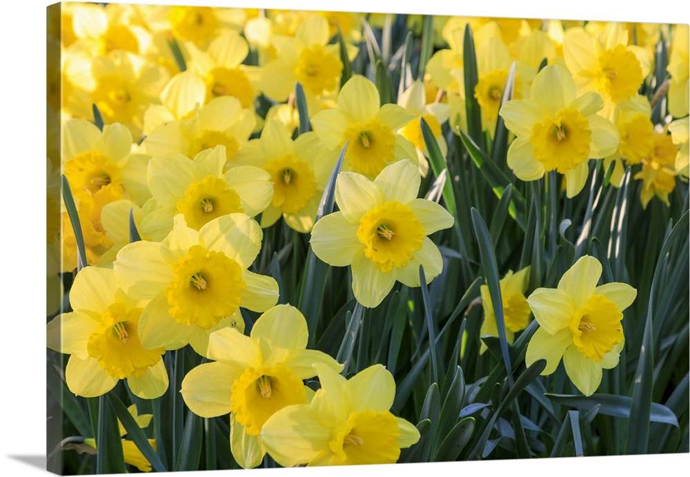 Netherlands, Zuid Holland, Lisse. Daffodils.