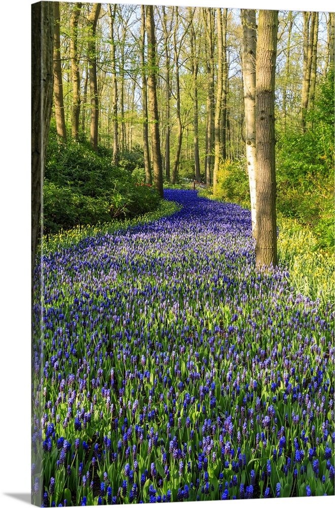 Netherlands, Zuid Holland, Lisse. Muscari armeniacum (Blue Grape Hyacinth).