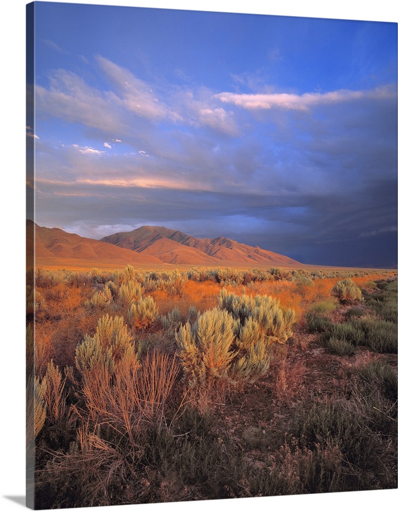 USA, Nevada, Denio. Sunset light colors the sagebrush and the hillsides in the Nevada desert.